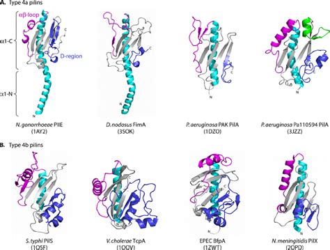 Structures Of T Pilins And Minor Pilins Type Iv Pilins Are