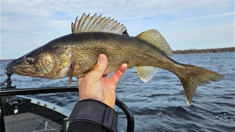 Oneida Lake Fishing Report Trolling For Walleyes Youtube