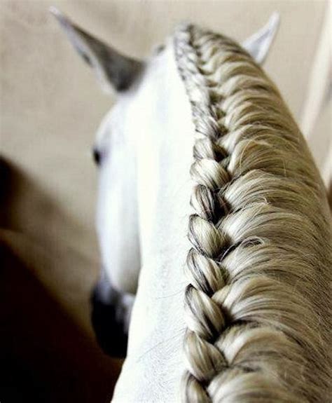 99 Wow Elegance Of Horses Hair Stylingأناقة تصفيف شعر الخيل