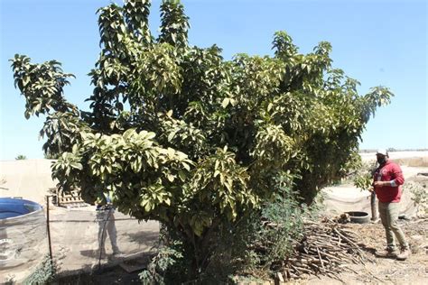 Xito En La Lucha Contra La Mosca De La Fruta En Baja California Sur