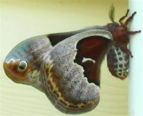 Tulip Tree Silk Moth Whats That Bug