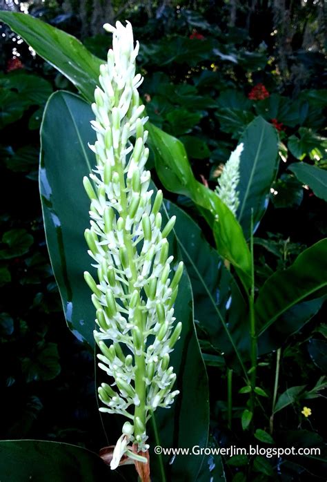 Garden Adventures Alpinia Galanga