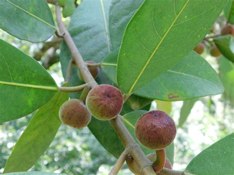 Ficus maxima from Talpa de Allende Jal México on July 24 2018 at 12