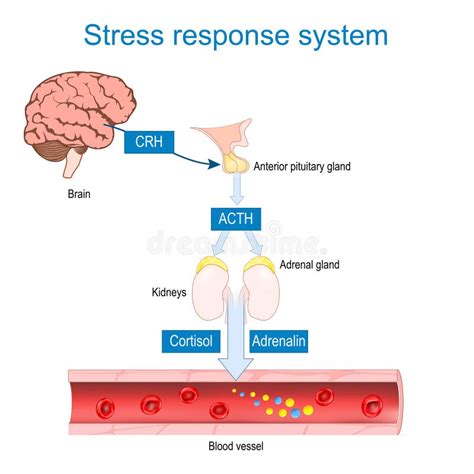 Fight Or Flight Response Brain