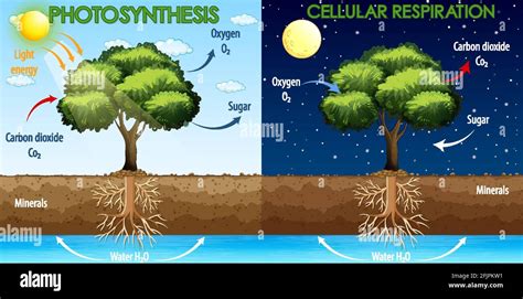 Photosynthesis Vs Cellular Respiration For Kids