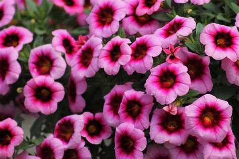 Bouquet Of Petunias Photograph by Gayle Berry | Fine Art America