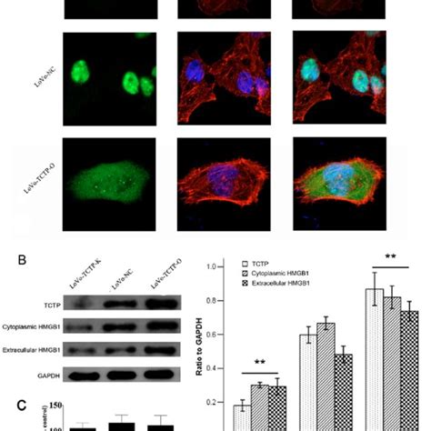 Effect Of Tctp On The Activation Of Nf B In Lovo Cells Expression