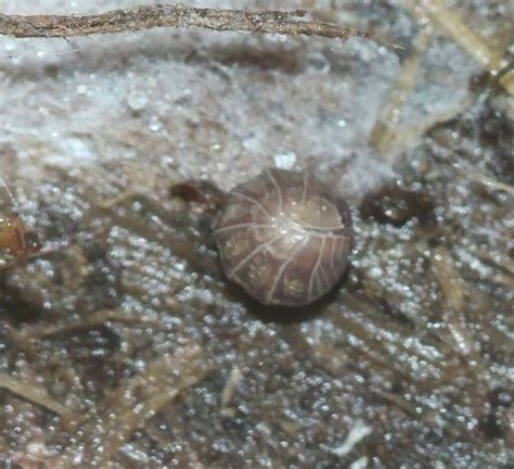 Common Pill Woodlouse From Cupertino CA USA On December 30 2023 At