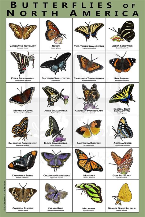 Butterflies of North America Art Print / Field Guide - Etsy