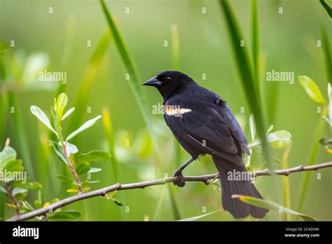 A Male Red Winged Blackbird Agelaius Phoeniceus Watches From A