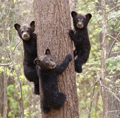 These Cute Black Bear Cubs 🐻 : r/CuteAnimalsTogether