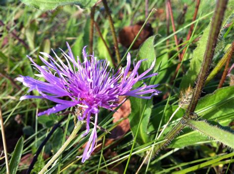 Images Gratuites La Nature Herbe Fleur Prairie Prairie Violet