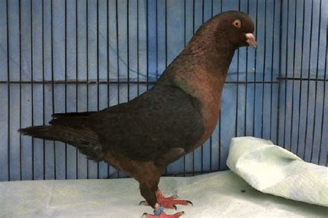 Saxon Field Pigeon Sächsische Feldfarbentaube Pigeontype