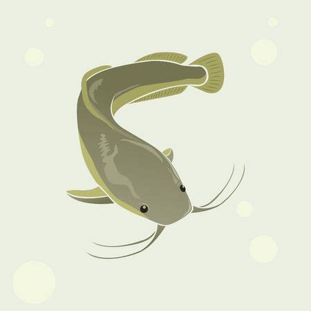 Catfish Stock Vector Illustration And Royalty Free Catfish Clipart