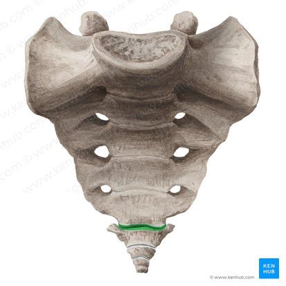 C Ccix Anatomia E Fun O Kenhub