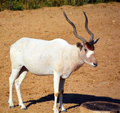 Scimitar Oryx or Scimitar-horned Oryx or Sahara Oryx, Stock Image - Image of dammah, namib ...