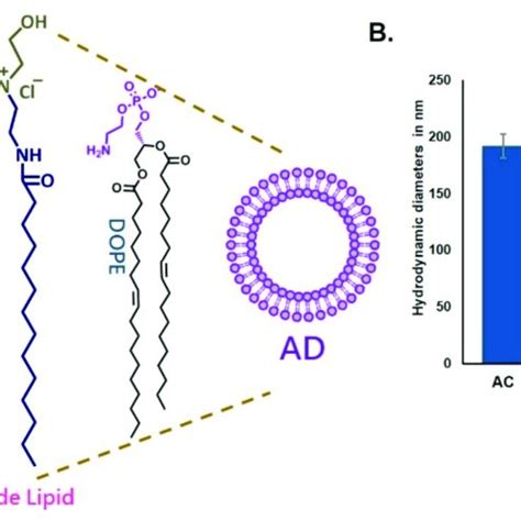 PDF Cholesterol Sequestration From Caveolae Lipid Rafts Enhances