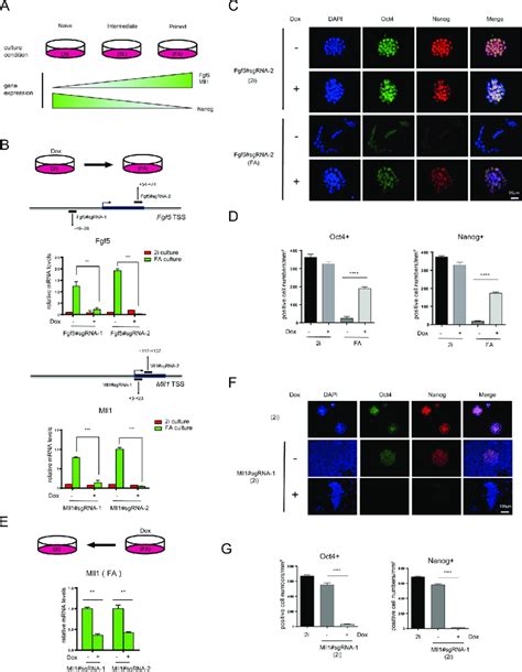 Induced DCas9 KRAB At Promoters Is Sufficient To Maintain Gene