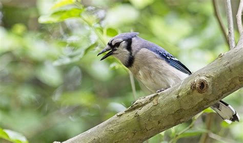 Hawks & Flocks: Predators at Bird Feeders - Birdseed & Binoculars