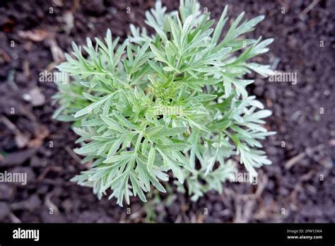 Un Arbusto De Ajenjo Verde Plateado Una Planta Que Crece En El Suelo