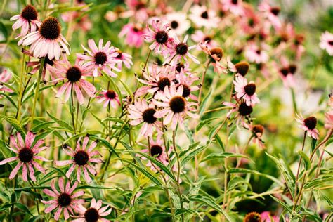 The Importance Of Growing Native Pollinator Plants In Your Garden