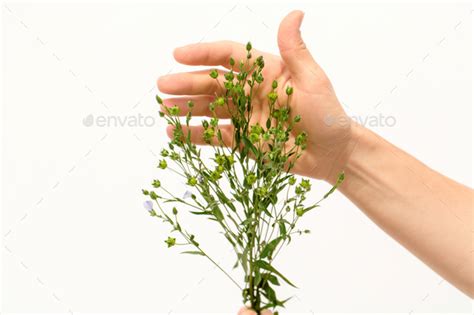 Female Hands Holding Flax Plants With Bolls On White Background Stock