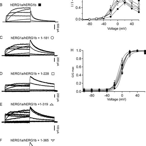 Schematic For Regulation Of Herg Channels By Herg A Ntr Polypeptides