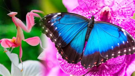 The Most Beautiful Insects In The World 🦋 Youtube