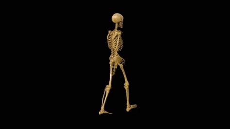 skeleton walks , animation, green backgr... | Stock Video | Pond5