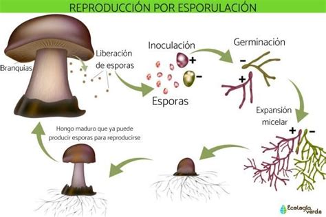 Qu Es La Esporulaci N Y Ejemplos Resumen Con Im Genes Esporas