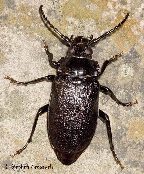 Attack Of The Giant Cerambycids Prionus Laticollis Bugguidenet