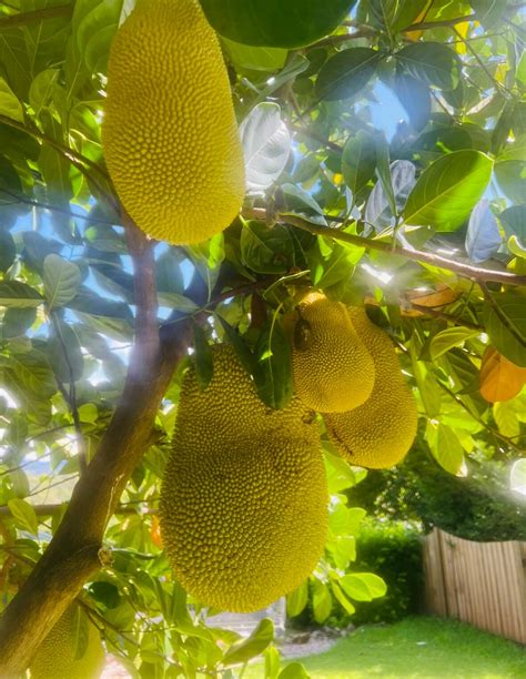 Jackfruit Galaxy Arbour Grove Nursery