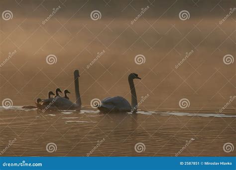 Cisnes En Niebla Imagen De Archivo Imagen De Superficie