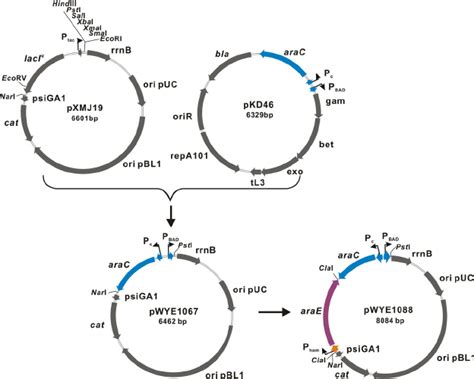 Construction Of The Arabinose Inducible Expression Vectors Pwye