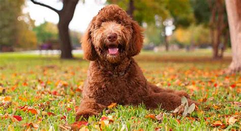 Full Grown Labradoodle What To Expect From An Adult Labradoodle