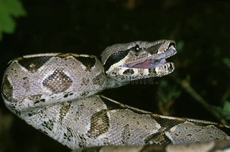 Serpiente Boa Constrictor Adulto Sobre Blanco Imagen De Archivo