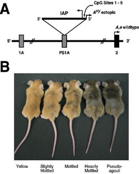 Figure 1 From The Agouti Mouse Model An Epigenetic Biosensor For