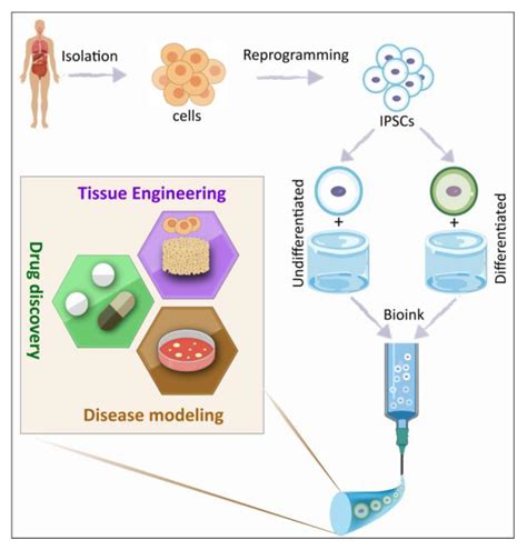 Materials Free Full Text IPSC Bioprinting Where Are We At