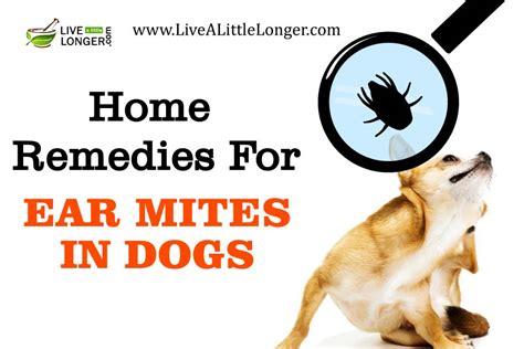 Natural remedies for ear mites in dogs