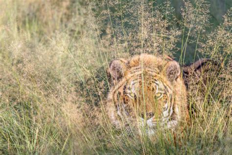 30 Tiger Tall Grass Stock Photos Pictures And Royalty Free Images Istock