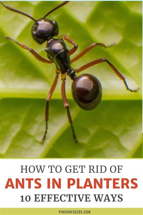 10 Effective Ways To Quickly Remove Ants In Planters And Pots