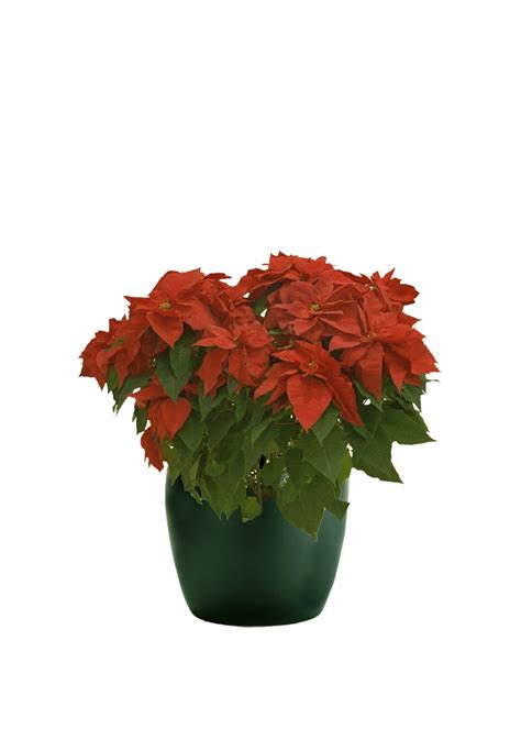 Poinsettia Red | Phillip's Interior Plants & Displays