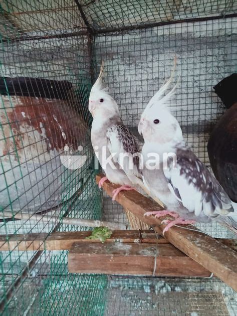 Cockatiel Bird In Negombo Ikman