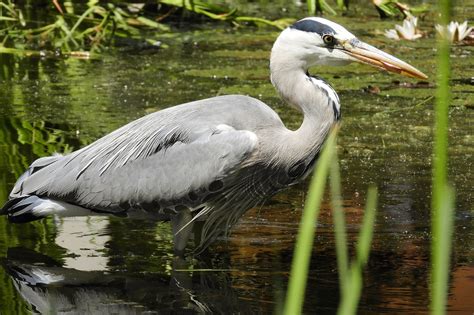 Heron Grey Water Bird Free Photo On Pixabay Pixabay