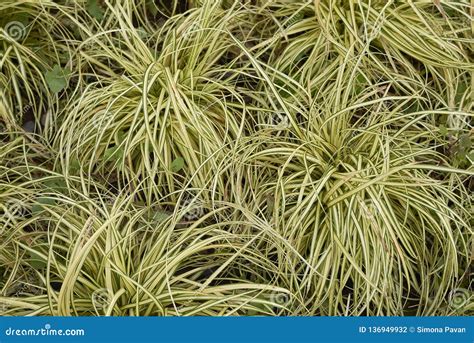 Carex Oshimensis Evergold Plants Stock Photo Image Of Tufted