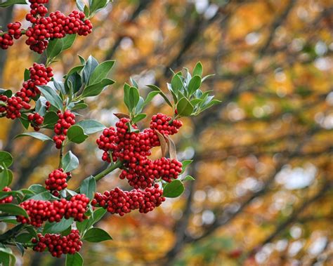 Best trees with berries: 10 trees to feed the wildlife | Gardeningetc