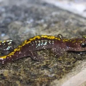 Long-toed salamander - Facts, Diet, Habitat & Pictures on Animalia.bio