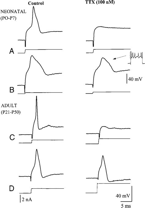 Effect Of Tetrodotoxin TTX On The AP Of S And F Type Neurons Left