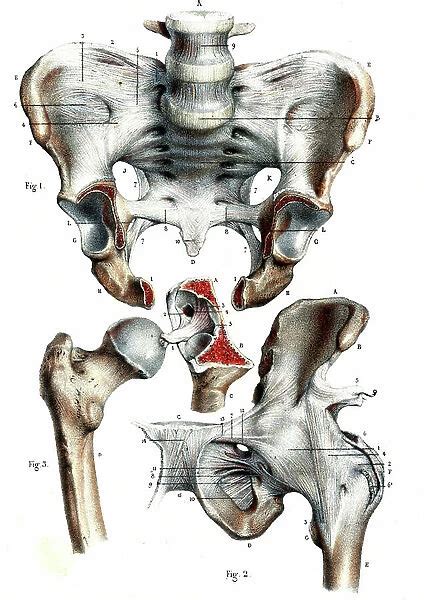 Hip joints 1866 illustration showing the anatomy of