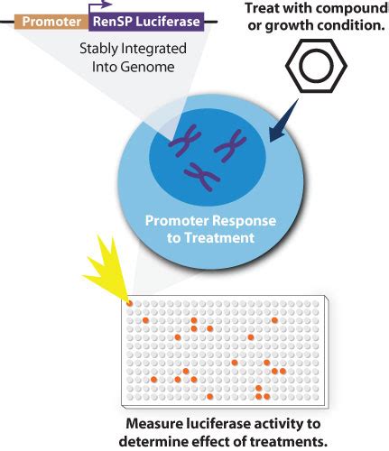 Active Motif Lightswitch Stable Cell Lines To Measure Pathways By